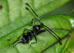 Diopsidae