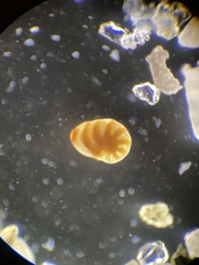 Foraminifera