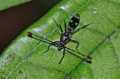 Diopsidae