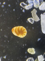 Foraminifera