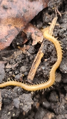 Haplophilus subterraneus