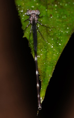 Devadatta