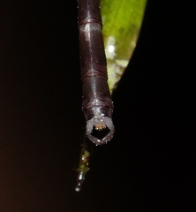 Devadatta
