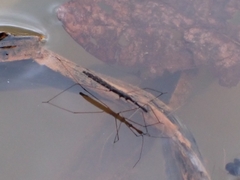 Hydrometra stagnorum