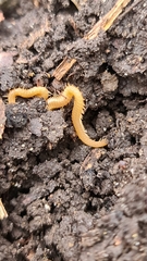 Haplophilus subterraneus