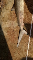 Carcharhinus limbatus