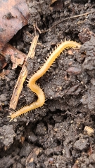 Haplophilus subterraneus