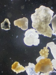 Foraminifera