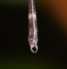 Devadatta
