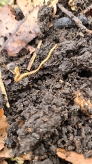 Haplophilus subterraneus