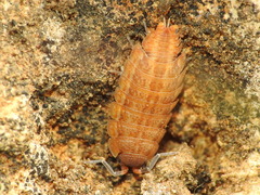 Proporcellio