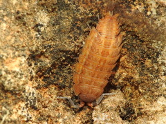Proporcellio