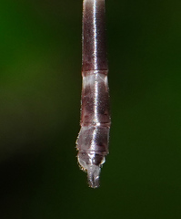 Devadatta