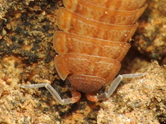 Proporcellio