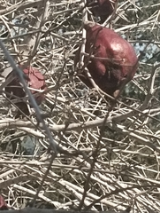 Punica granatum