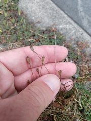 Wahlenbergia marginata