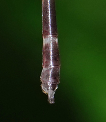 Devadatta