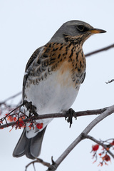 Turdus pilaris