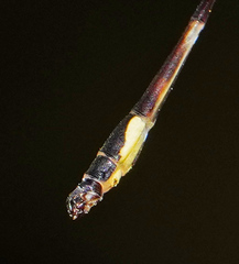 Protosticta kinabaluensis