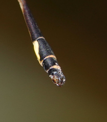 Protosticta kinabaluensis