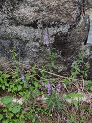 Scutellaria barbata