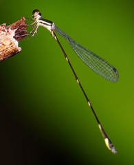 Protosticta kinabaluensis
