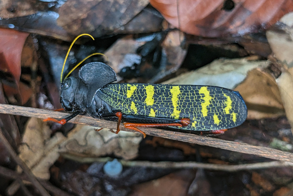 Monachidium lunum