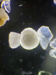 Foraminifera
