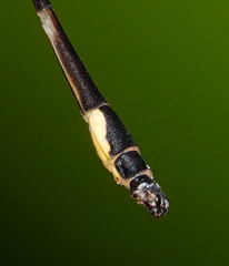 Protosticta kinabaluensis