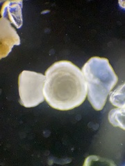 Foraminifera