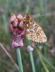 Boloria erubescens