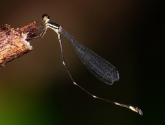 Protosticta kinabaluensis
