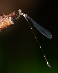 Protosticta kinabaluensis