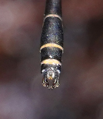 Protosticta kinabaluensis