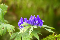 Aconitum fischeri