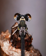 Protosticta kinabaluensis