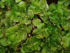 Fossombronia angulosa