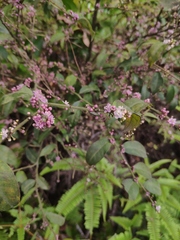 Ilex pubescens