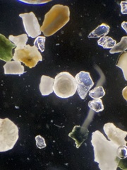 Foraminifera