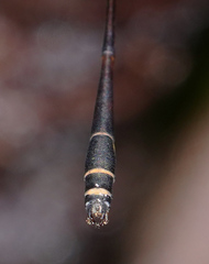 Protosticta kinabaluensis