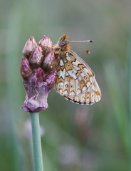 Boloria erubescens