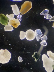 Foraminifera