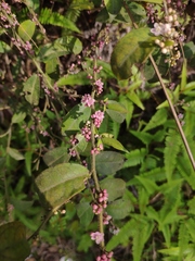 Ilex pubescens