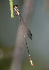 Protosticta kinabaluensis