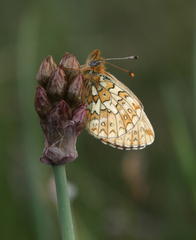 Boloria erubescens