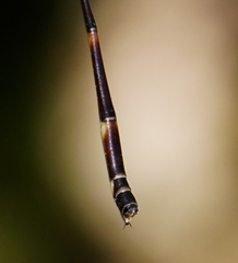 Protosticta kinabaluensis