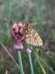 Allium atrosanguineum