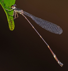 Protosticta kinabaluensis