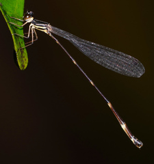 Protosticta kinabaluensis