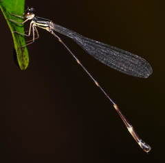 Protosticta kinabaluensis